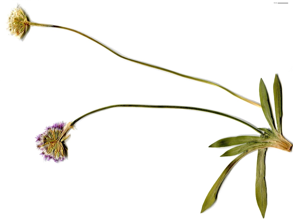 Armeria pubinervis subsp. orissonensis (Plumbaginaceae)